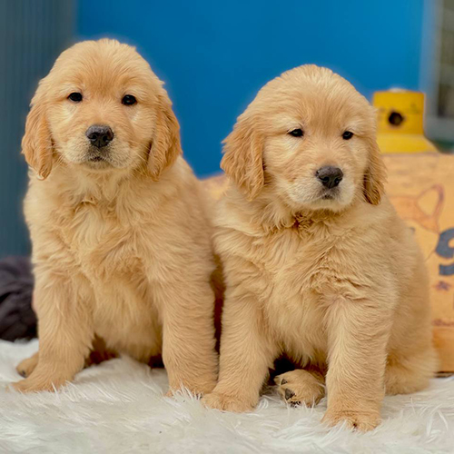 Hai chú chó Golden Retriever 2 tháng tuổi, lông vàng đậm mềm mượt, dáng mũm mĩm đáng yêu