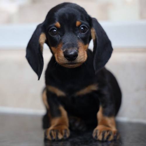 Lạp xưởng còn có tên gọi khác là Dachshund, chó xúc xích là giống chó săn chân lùn có nguồn gốc từ nước Đức