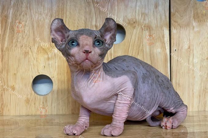 Mèo sphynx không lông màu bicolor 2 tháng tuổi