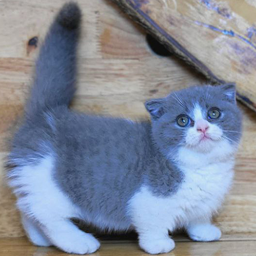 Bé mèo Munchkin chân ngắn lông Bicolor đáng yêu với đôi mắt tròn long lanh, đang nằm yên trên sàn gỗ.