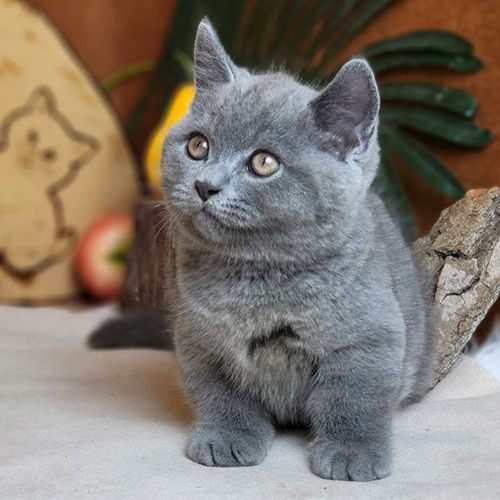 Mèo Munchkin chân ngắn xám xanh đáng yêu với đôi mắt long lanh.