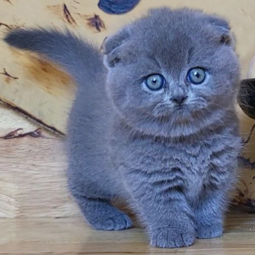 Misty – Mèo Munchkin chân ngắn lông xám xanh, mắt to tròn đáng yêu, sức khỏe tốt.