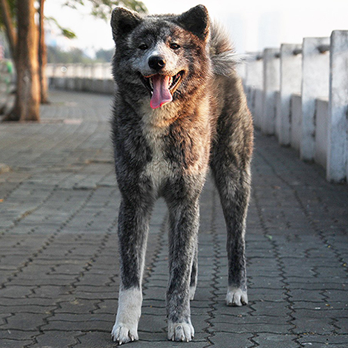 Chó Akita Inu màu vện bạc đang đi dạo ngoài trời