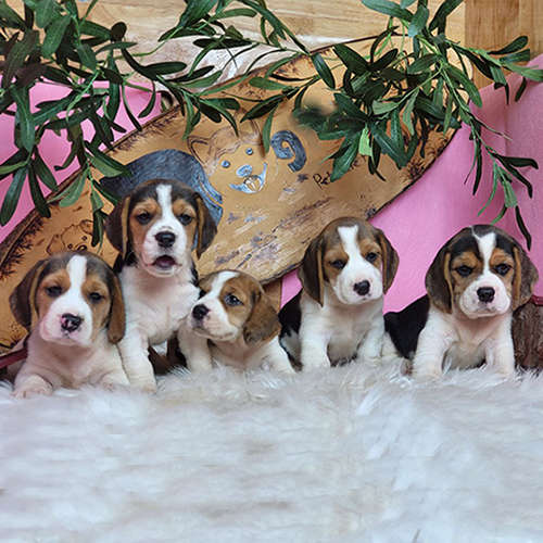 5 bé chó Beagle đáng yêu nằm trên thảm lông trắng