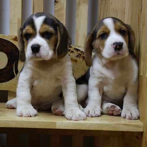Hai chú chó Beagle con ngồi cạnh nhau trên ghế gỗ