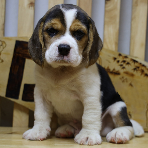 Chó con Beagle đáng yêu ngồi trên nền gỗ