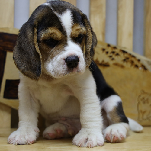 Chó con Beagle ngồi nghiêng đầu trầm ngâm