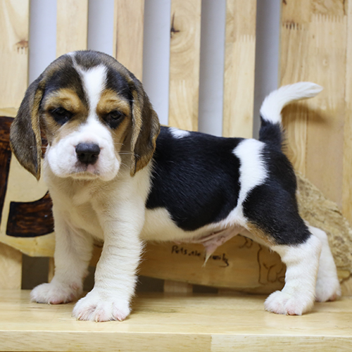 Chó Beagle Andy 2 tháng tuổi lông Tricolor ngồi trên nền gỗ, ánh mắt lanh lợi