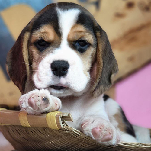 Beagle Hailey nằm trong giỏ tre nhỏ, nhìn thẳng máy ảnh cực đáng yêu