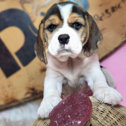 Chú chó Beagle con đáng yêu đang ngồi cạnh miếng thức ăn khô, với ánh mắt tò mò và đôi tai cụp đặc trưng.