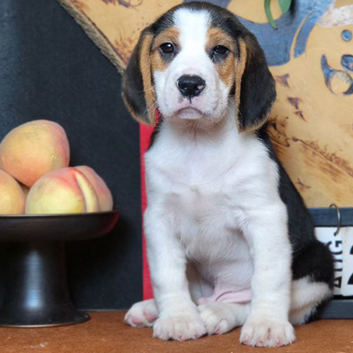 Honey, bé Beagle ngồi ngoan cạnh dĩa đào, lông Tricolor cực đáng yêu
