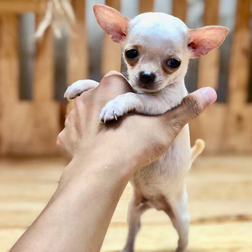 Chó Chihuahua đực màu trắng nhỏ gọn ngồi trên ghế gỗ cạnh cột dây thừng