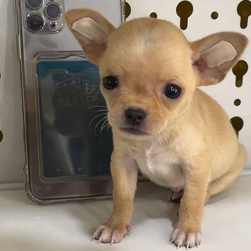 Chó Chihuahua cái màu vàng kem nhỏ xíu đứng trên nền trắng