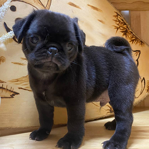 Chó Pug đen đáng yêu bên bình tưới và hoa khô