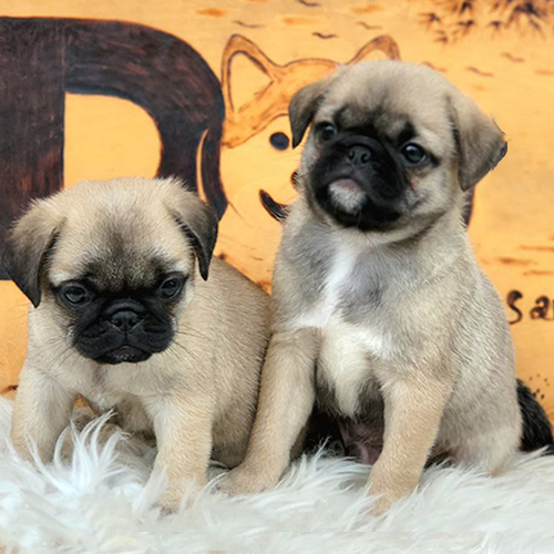 Hai bé chó Pug vàng mặt xệ nằm trên thảm lông trắng cực kỳ dễ thương