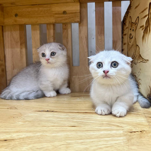 Cặp mèo Munchkin chân ngắn và Scottish Fold tai cụp, lông Silver, 2 tháng tuổi, đáng yêu.