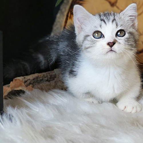 Mèo Munchkin chân ngắn Bi-Tabby, mắt long lanh, đáng yêu, 2 tháng tuổi, khỏe mạnh, dễ chăm sóc.