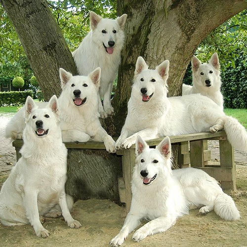 Đàn chó Berger Blanc Suisse trắng muốt đang ngồi dưới gốc cây