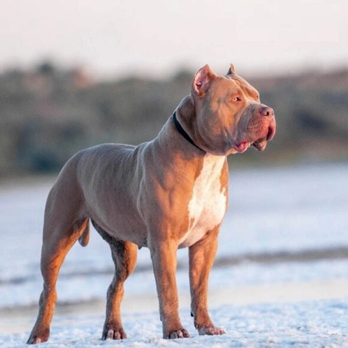 Chó Pitbull thuần chủng cơ bắp đứng oai vệ trên nền cát trắng