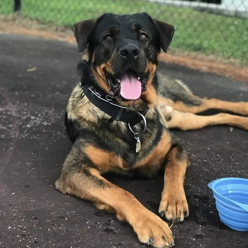Chó Bécgie lai Rottweiler lông ngắn, dáng to khỏe, nằm thư giãn ngoài sân