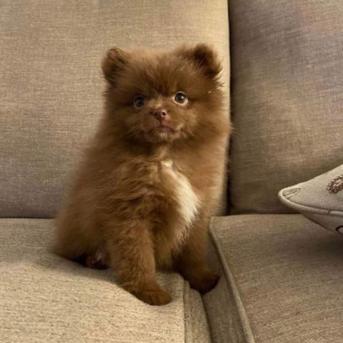 Chú chó Phốc Sóc màu nâu chocolate đáng yêu ngồi trên sofa.