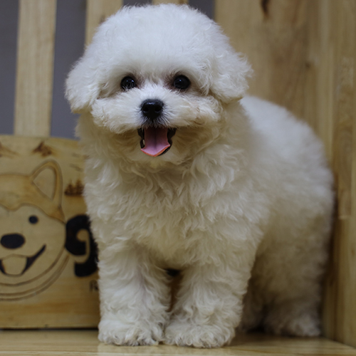 Chó Bichon Frise trắng Min 2 tháng tuổi đáng yêu.