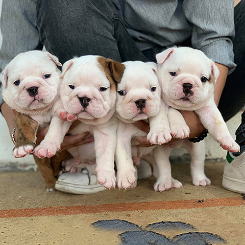 4 bé chó Bulldog Anh thuần chủng được bế trên tay người mặc đồ jean