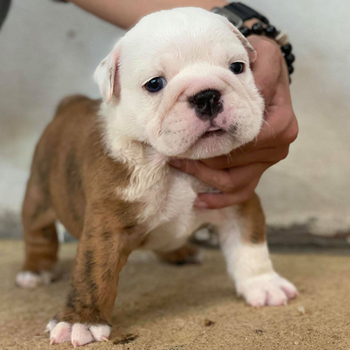 Chó Bulldog Anh con lông trắng nâu, được nâng niu nhẹ nhàng