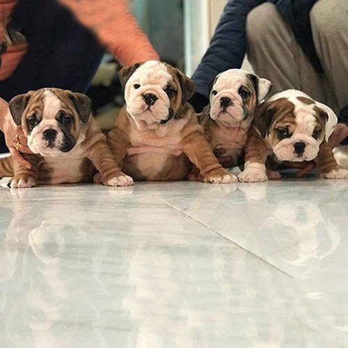 4 bé Bulldog Anh màu vàng trắng ngồi hàng ngang trên sàn nhà bóng loáng