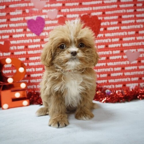 Chó Poodle lai Phốc Sóc (Pomapoo), lông xù, đáng yêu, thân hình nhỏ nhắn.