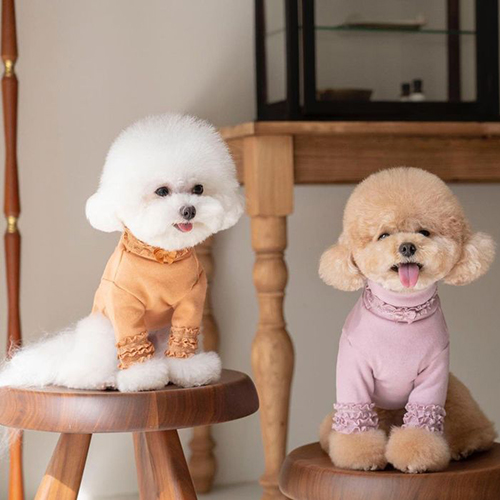 Hai chú Poodle đáng yêu, lông trắng và vàng, mặc trang phục sang trọng.