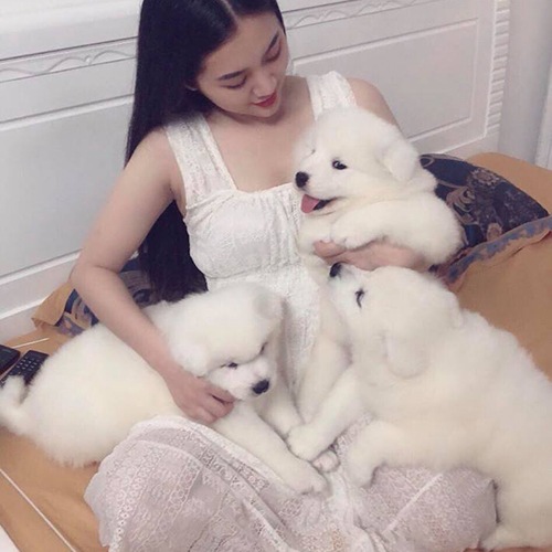 Đàn chó Samoyed trắng muốt cùng cô gái trong phòng ngủ