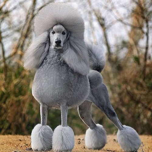 Chó Standard Poodle xám với bộ lông cắt tỉa cầu kỳ.