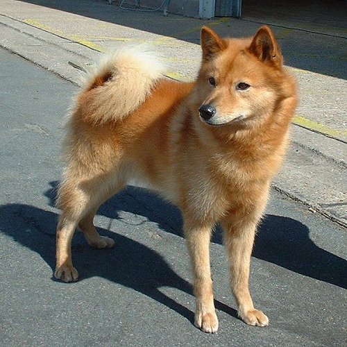 Chó Finnish Spitz lông xù màu cam đỏ, dáng đứng oai vệ trên đường