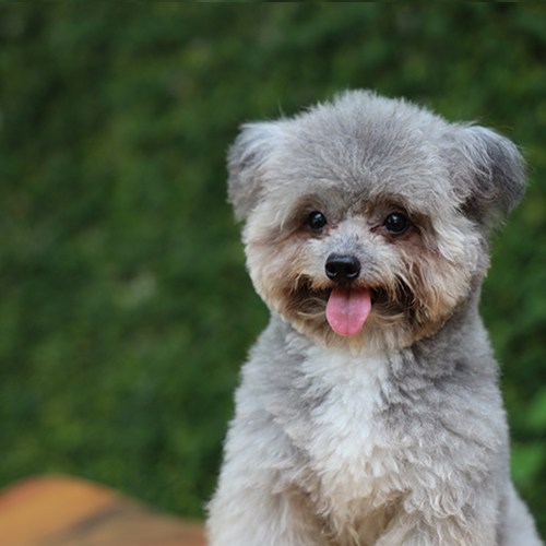 Chó Poodle lông xù xám đáng yêu ngồi trước nền xanh.