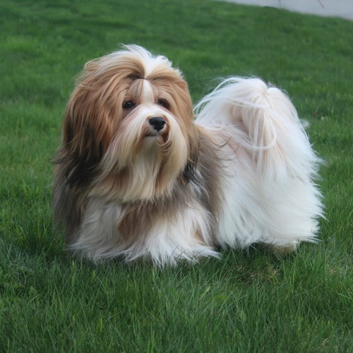 Chó Havanese lông dài mềm mượt, đang đứng trên bãi cỏ
