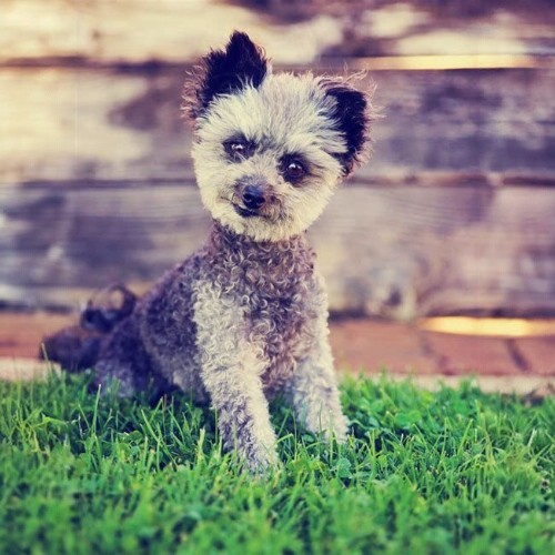 Chó Poodle lai Chihuahua (Chipoo) nhỏ nhắn, lông xoăn xù, đáng yêu.