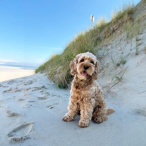 Chó Cockapoo – Poodle lai Cocker Spaniel, lông xoăn dài, dễ thương trên cồn cát.