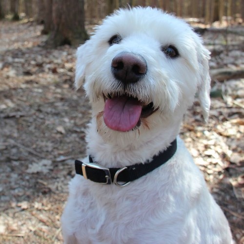 Chó Schnoodle – lai Toy Poodle và Schnauzer, lông xoăn, dễ thương.