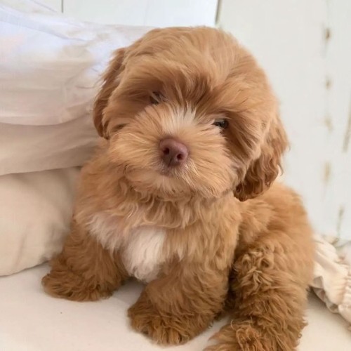 Chó Shih-poo – Poodle lai Shih Tzu, nhỏ nhắn, đáng yêu, giống như gấu bông.