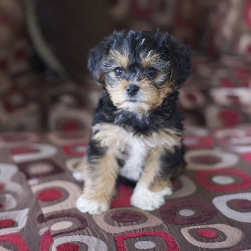 Chó Yorkie – lai giữa Toy Poodle và Yorkshire Terrier, nhỏ gọn, đáng yêu.