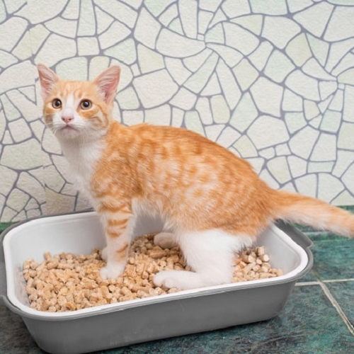 Mèo con lông vàng trắng ngồi trong khay vệ sinh chứa cát viên gỗ