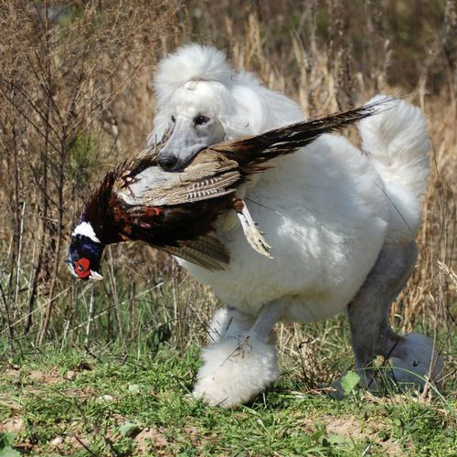 Chó Poodle trắng lông cắt tỉa đặc trưng săn chim trĩ trên đồng cỏ.