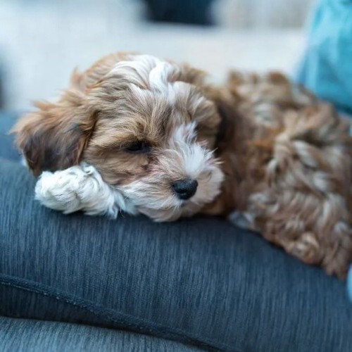 Chó Poodle lai Bắc Kinh (Peekaboo) lông xoăn xù, nhỏ nhắn, đáng yêu.