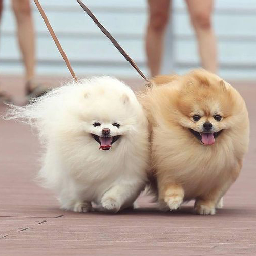 Hai chú chó Phốc Sóc lông trắng và cam năng động, đang đi dạo trên đường.
