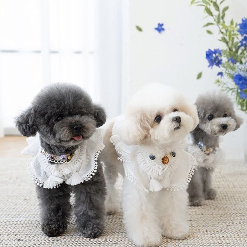 Ba chú chó Poodle đáng yêu với lông xù trắng, đen và xám