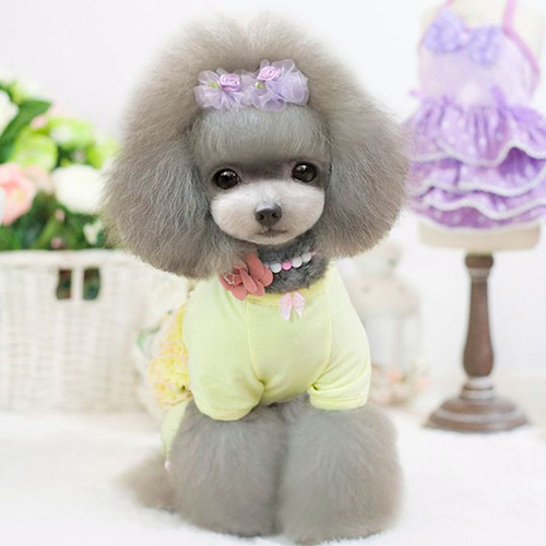 Chó Toy Poodle xám đáng yêu mặc váy vàng và cài nơ tím.