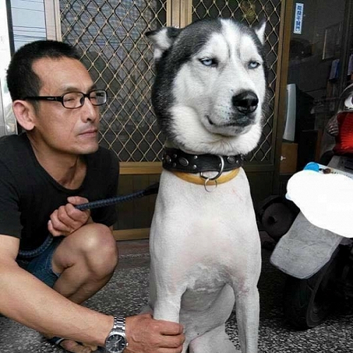 Chó Husky bị cạo lông ngắn, biểu cảm hài hước, ngồi cạnh chủ