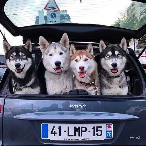 4 chú chó Husky ngồi trong cốp sau xe ô tô, biểu cảm hài hước và đáng yêu