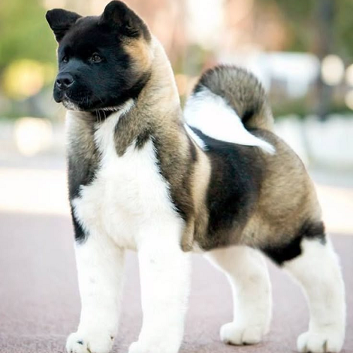 Chó American Akita đứng oai phong, bộ lông đen trắng dày, đuôi cuộn, vóc dáng mạnh mẽ